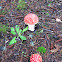 Agaric