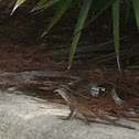 Red-headed agama