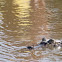 Spectacled Caiman