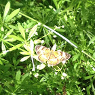 Silvery Checkerspot