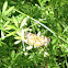 Silvery Checkerspot