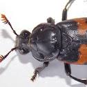 Sexton Beetle