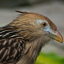 Guira Cuckoo