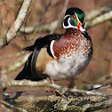 Wood Duck