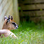 Klipspringer