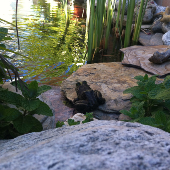 Spotting Image 1
