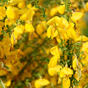 Genista
