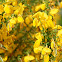 Genista