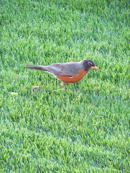 Spotting Image 1