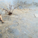 Daddy Long-Legs