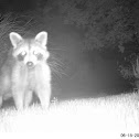 Raccoon