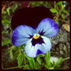 Viola