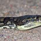 Coastal Carpet Python