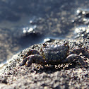 Crab