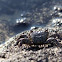 Crab