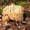 Cauliflower mushroom