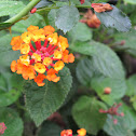 Lantana