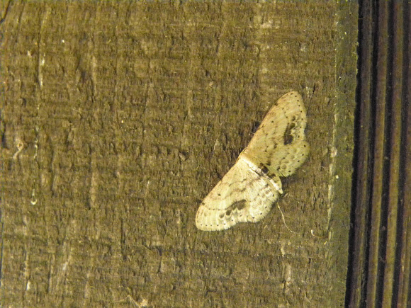 Spotting Image 1