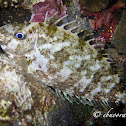 Rabbitfish, Spinefoot