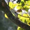 Yellow-billed cardinal
