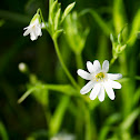 Marsh stitchwort
