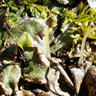 Snake/Scented Liverwort