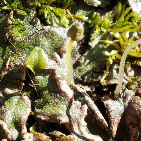 Spotting Image 1