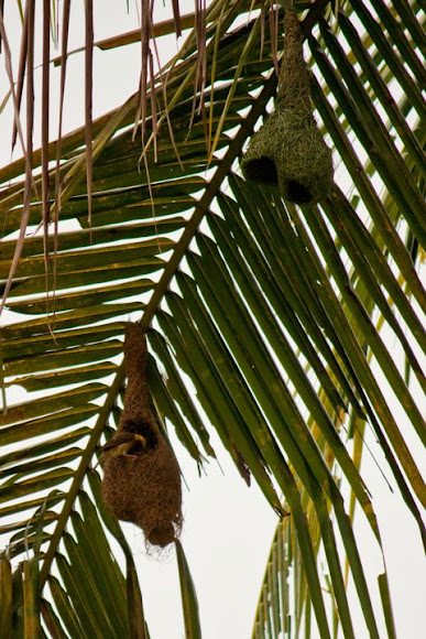 Spotting Image 1