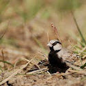 Ashy Crowned Sparrow Lark