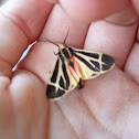 Tiger Moth