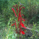 Cardinal Flower