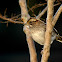 White-throated Sparrow