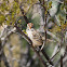 Song Sparrow