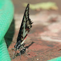 Common Jay