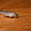 Silverfish