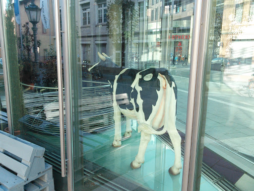 Kuh in der Kneipe