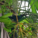 Asian Glossy Starling
