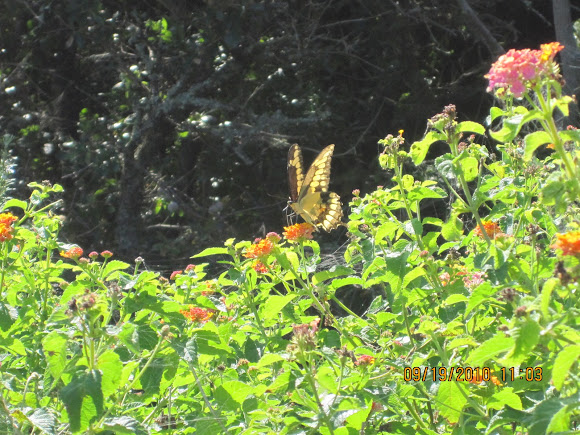 Spotting Image 1