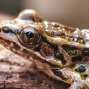 Pickerel frog