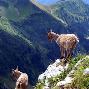 Daredevils  by Gilles Ferrier - Landscapes Mountains & Hills