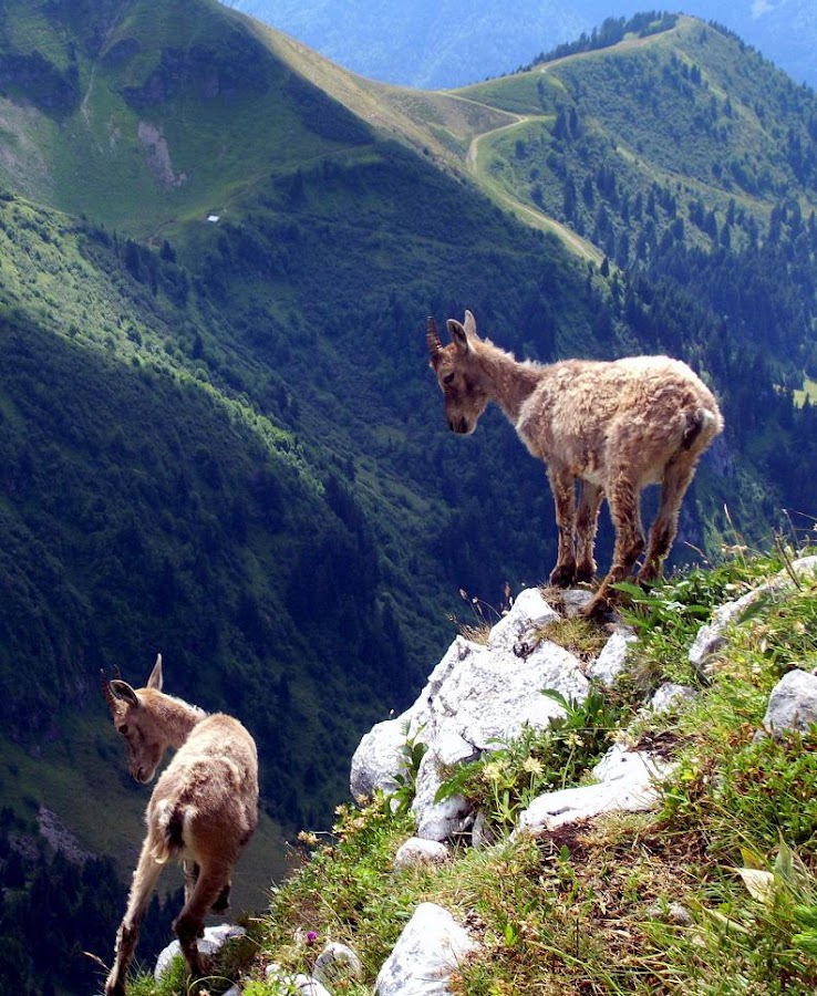 Daredevils  by Gilles Ferrier - Landscapes Mountains & Hills