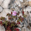Wild geranium