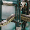 Garter snake