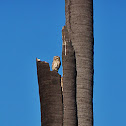 spotted owlet