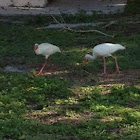 American White Ibis