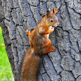 squirrel by Leif Holmberg - Animals Other ( climbing, funny, finland, turku, squirrel )
