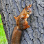 squirrel by Leif Holmberg - Animals Other ( climbing, funny, finland, turku, squirrel )
