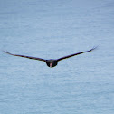 Turkey Vulture