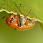 Clay-colored leaf beetle
