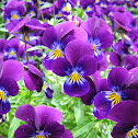 Pansy